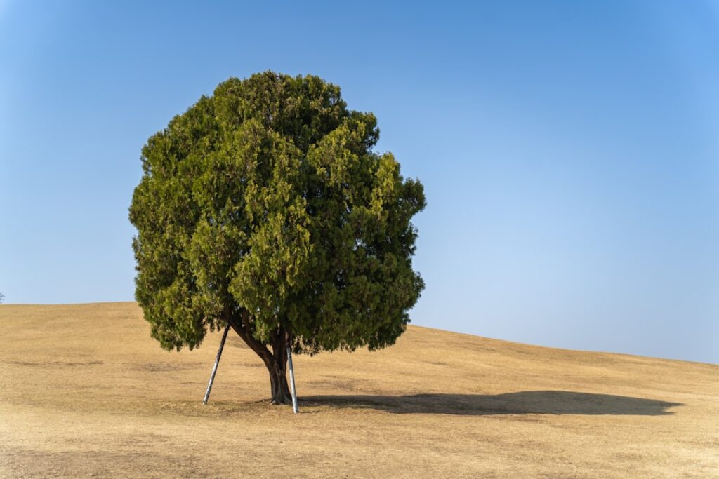 De oudste eik van Frankrijk: een reus met een bijzonder verhaal