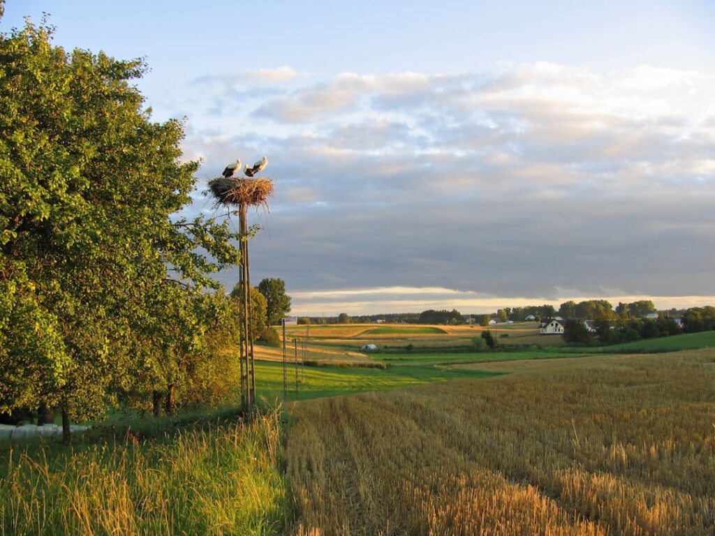 Strakke vloeren en sterke bouw: beton vlinderen voor een glad resultaat