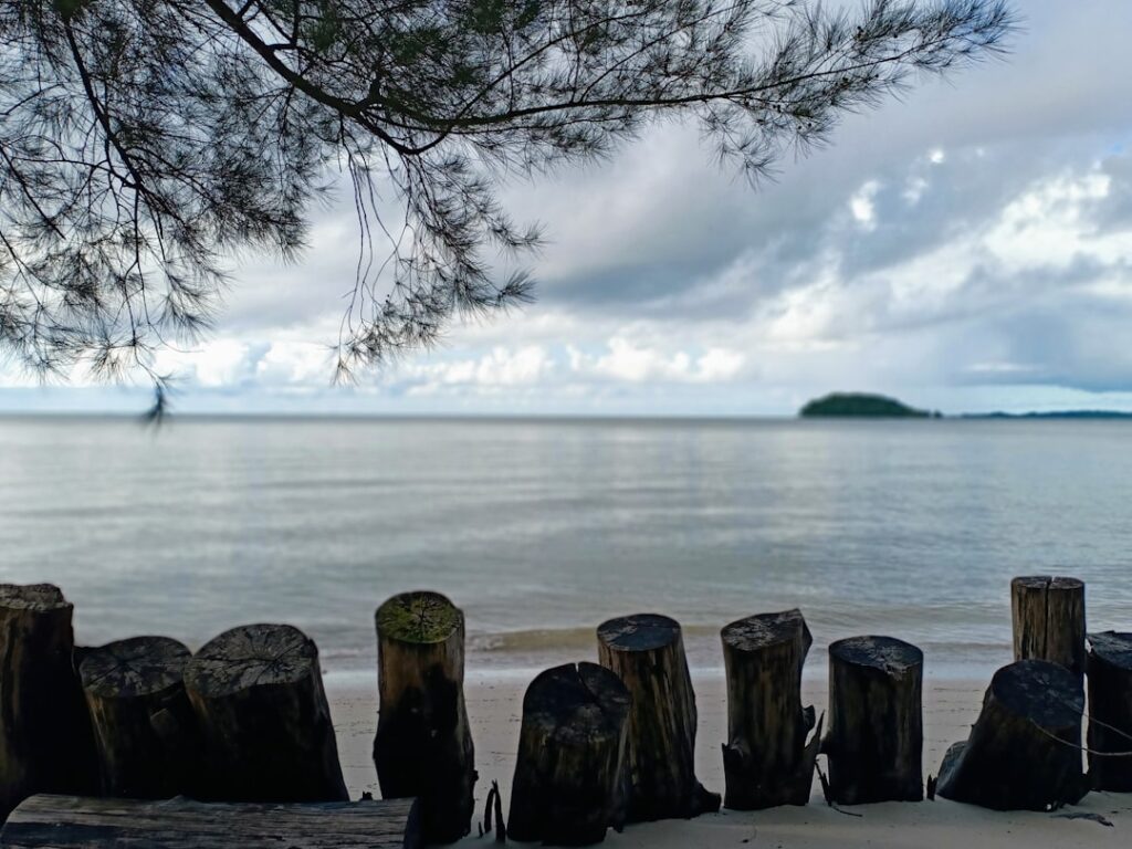 Houtimport: de bouw van vandaag en morgen